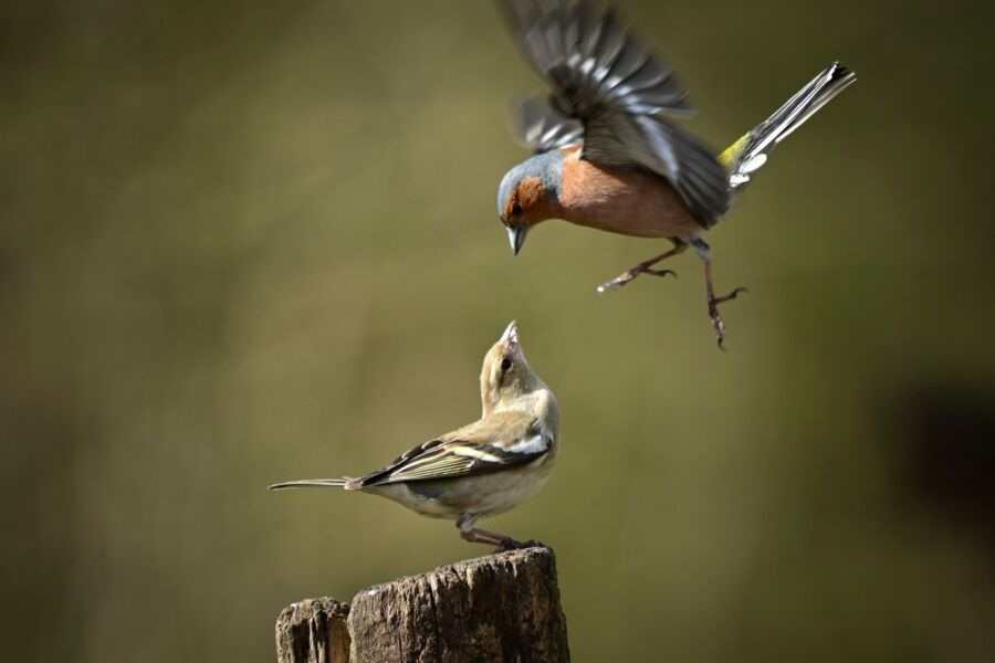 Finches on a branch