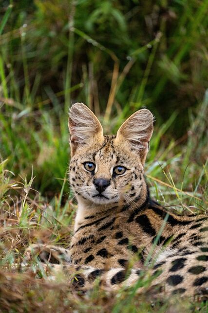 A serval at full attention
